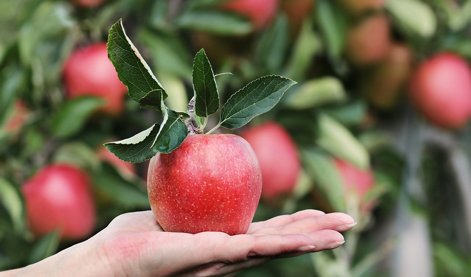 Apple, Red, Hand, Apple Plantation, Yummy, Fruit